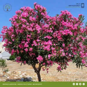 Nerium Oleander