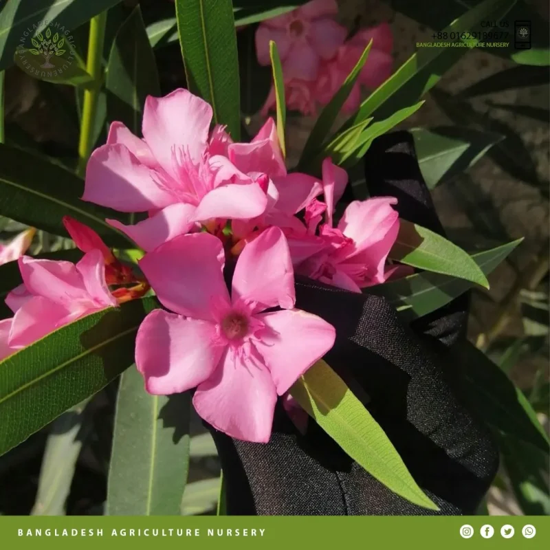 Nerium Oleander - Image 4