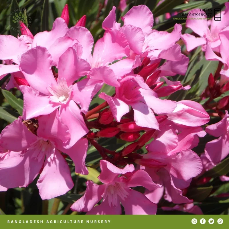 Nerium Oleander - Image 3
