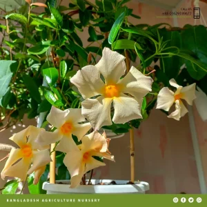 Mandevilla Apricot