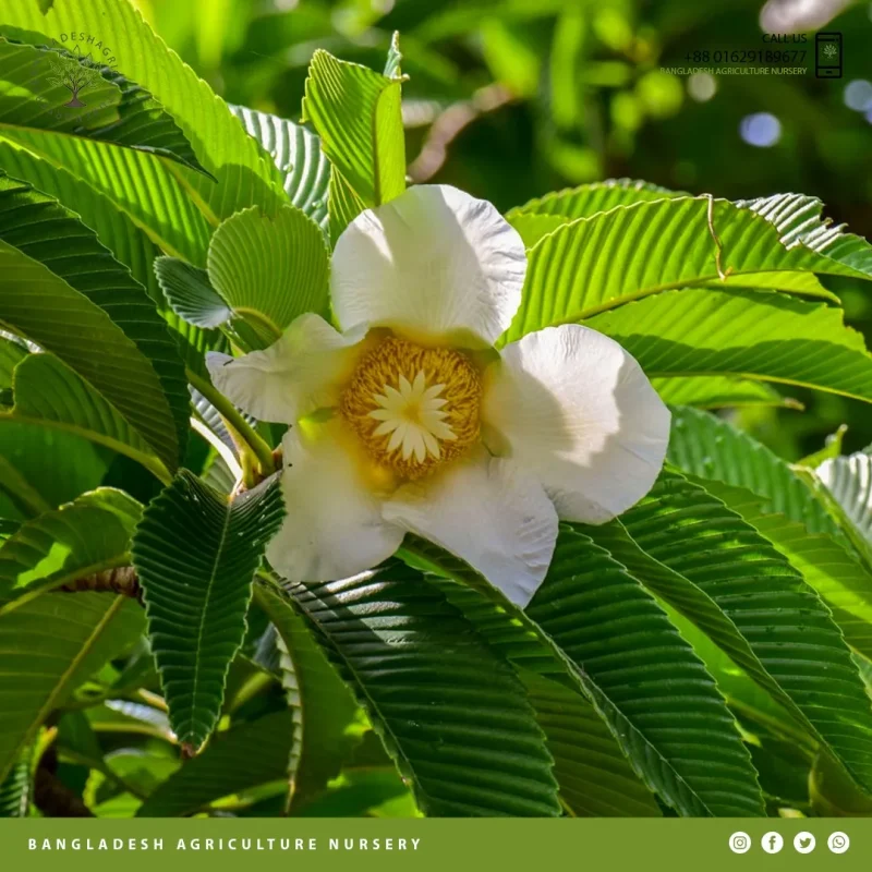 Dillenia indica (Chalta) - Image 3