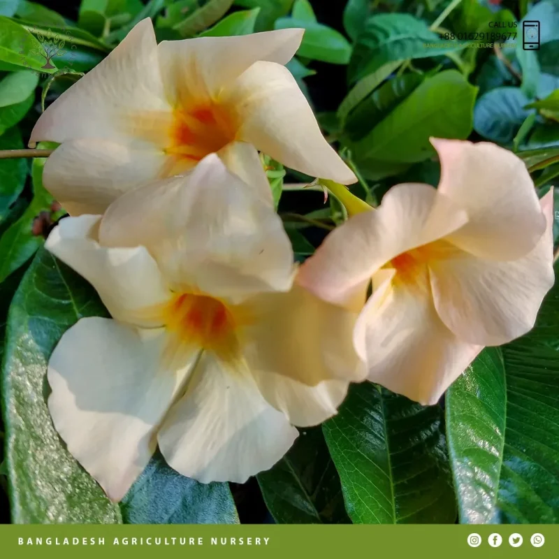 Mandevilla Apricot - Image 2