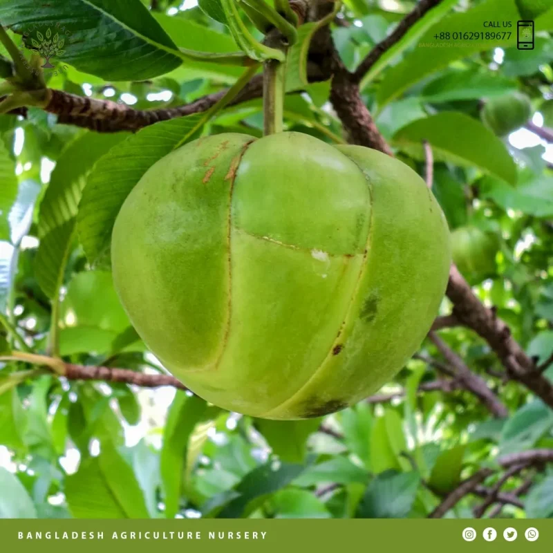 Dillenia indica (Chalta) - Image 4
