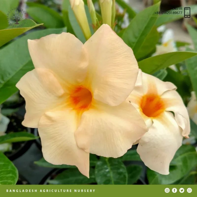 Mandevilla Apricot - Image 4