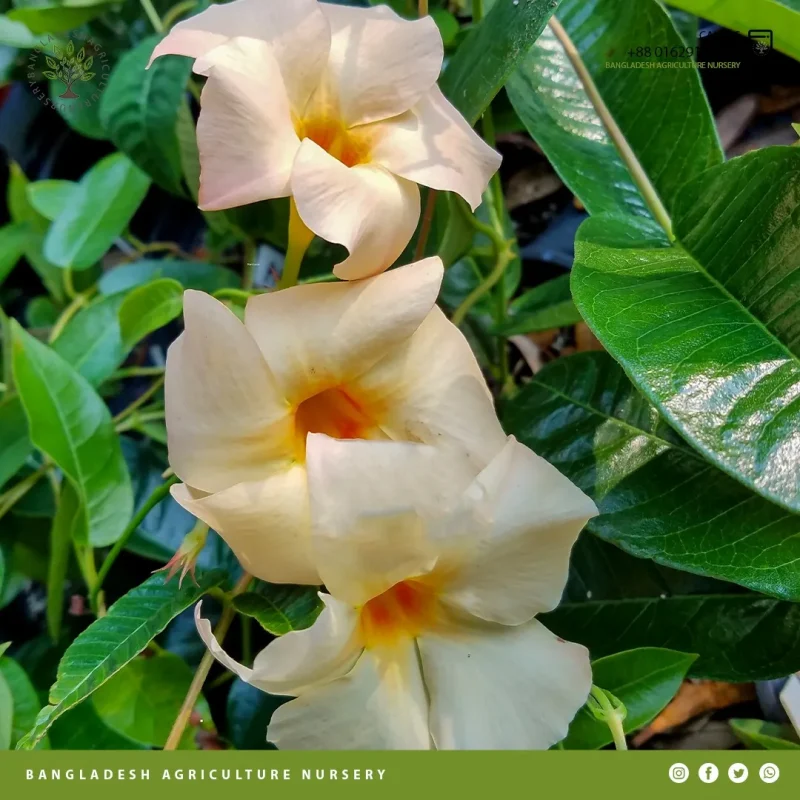 Mandevilla Apricot - Image 3