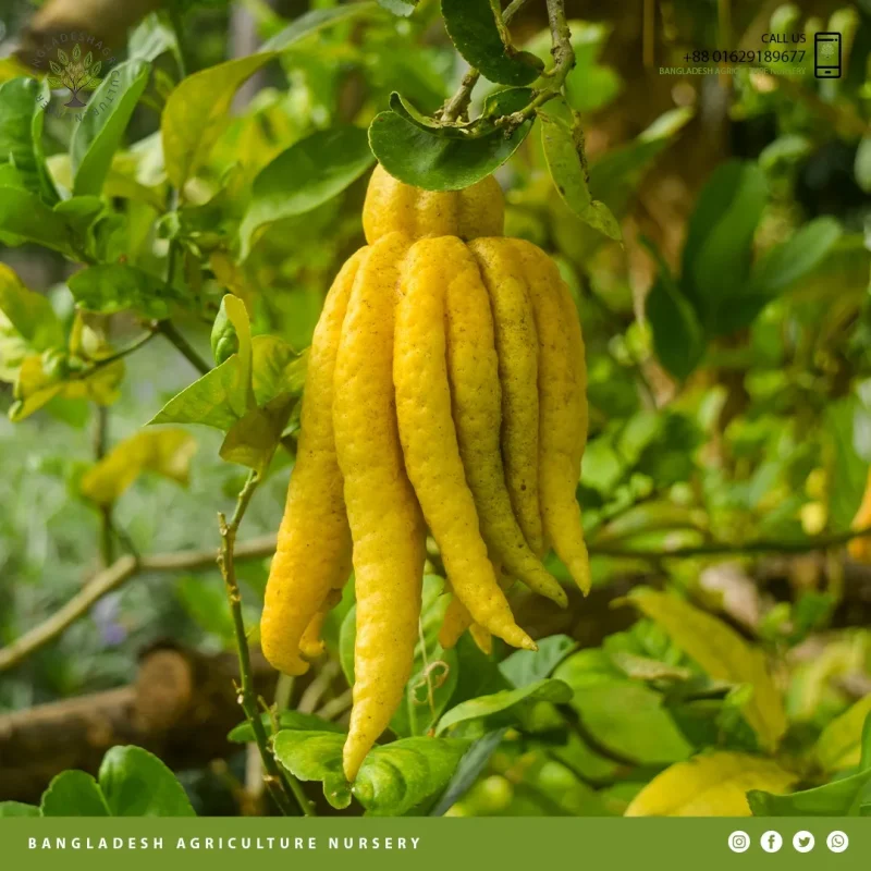 Fingered Citron - Image 4