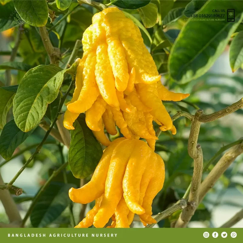 Fingered Citron - Image 3