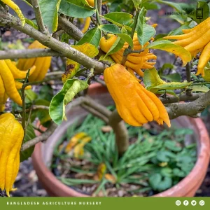Fingered Citron