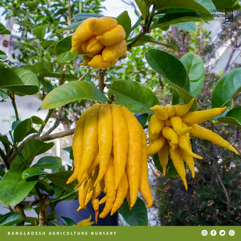 Fingered Citron - Image 2