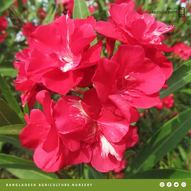 Nerium Oleander reddish - Image 4
