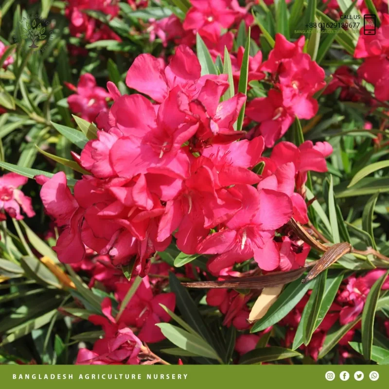 Nerium Oleander reddish - Image 3