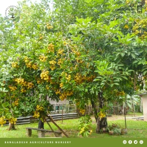 Rambutan E35