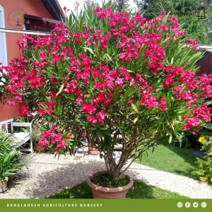 Nerium Oleander reddish