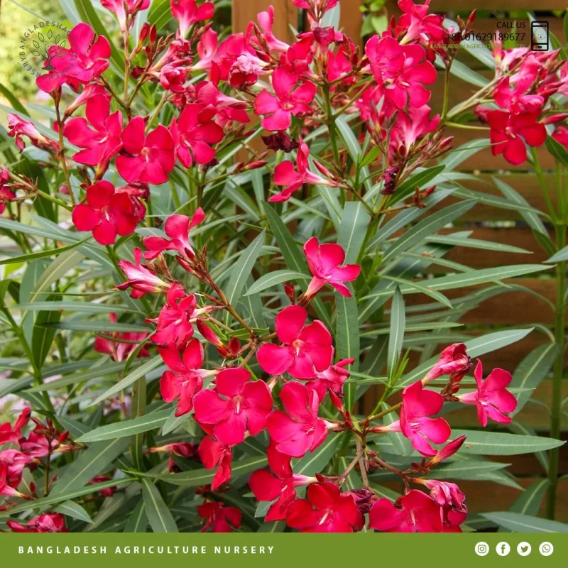 Nerium Oleander reddish - Image 2