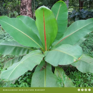 Musa ingens