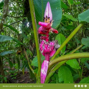Musa Velutina