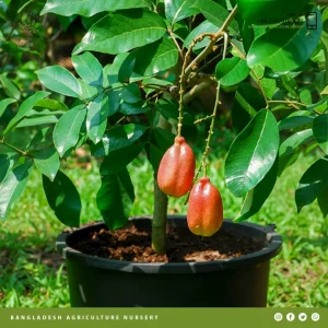 Ackee - Blighia sapida