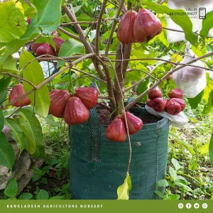 Malay Apple