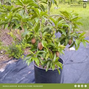 Manilkara Zapota