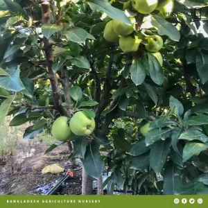 Antonovka Green Apple