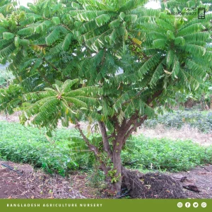 Averrhoa Bilimbi