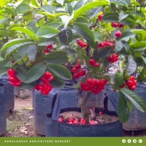 Red Wax Apple