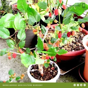 Illinois Everbearing Mulberry