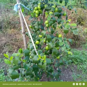 Baromasi Baukul Boroi