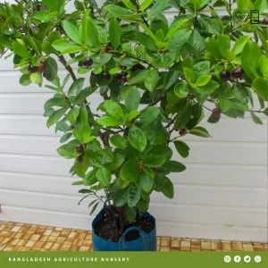 Grumichama Brazilian Cherry