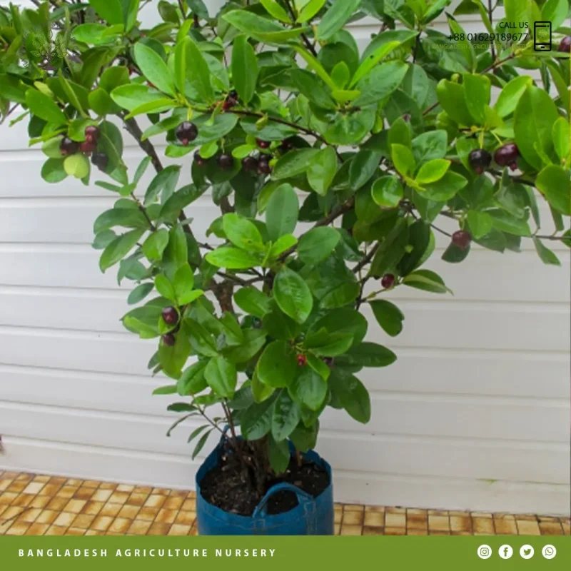 Grumichama Brazilian Cherry