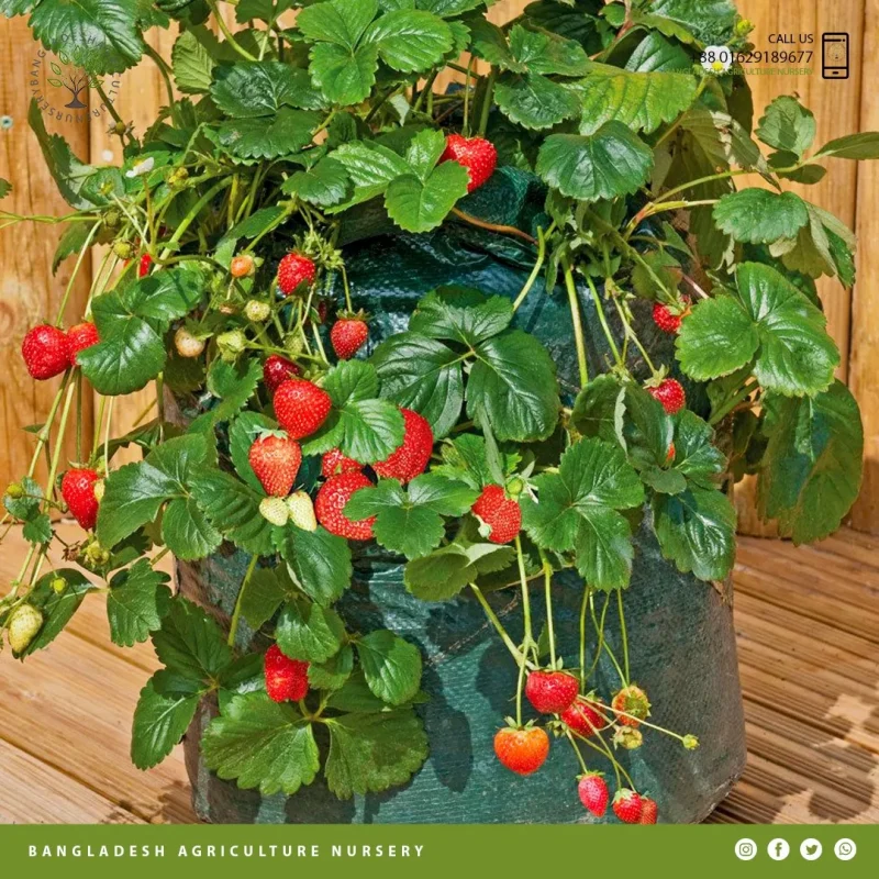 Honeoye Strawberry (1)