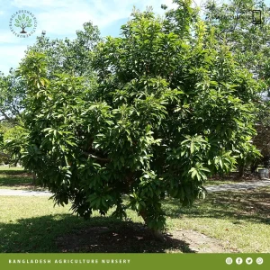 Red Pouteria Australis