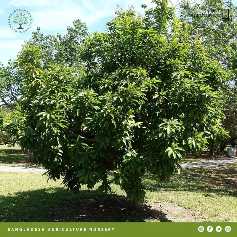 Red Pouteria Australis