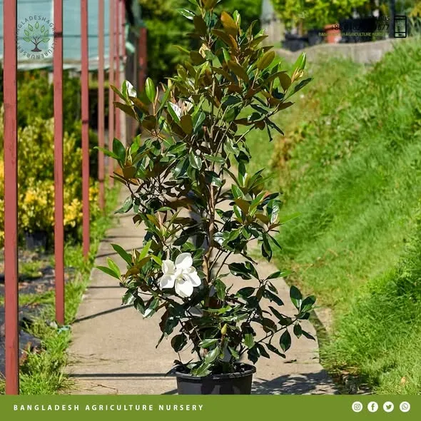 Southern Magnolia (2)